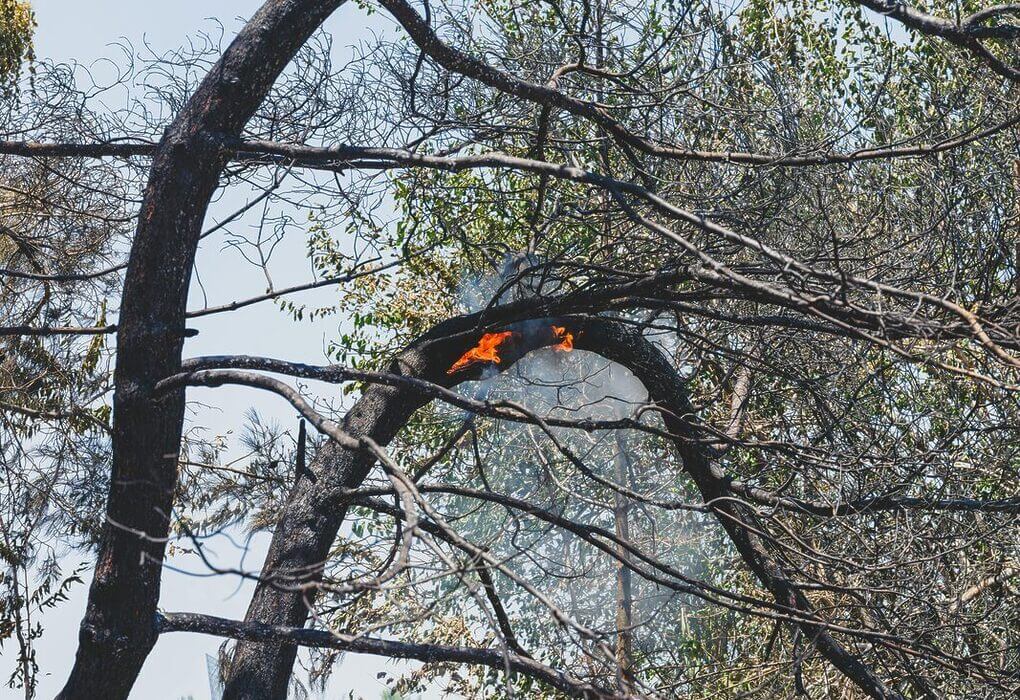 burned trees and dramatic landscape