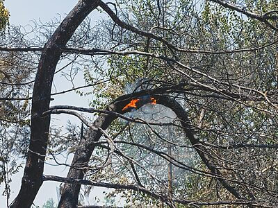 burned trees and dramatic landscape