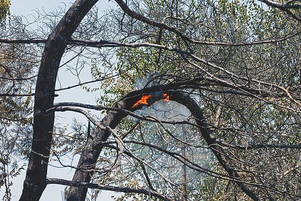 burned trees and dramatic landscape